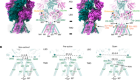 Molecular mechanism of ligand gating and opening of NMDA receptor