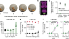 Dopamine biases decisions by limiting temporal integration