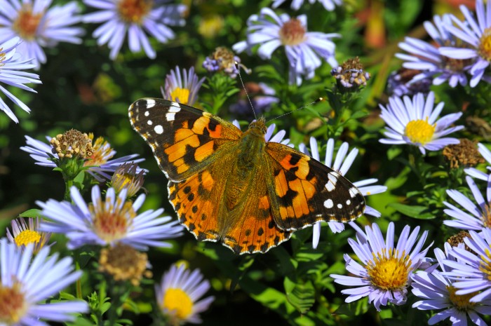 Close-up of a painted lady butterfly resting on purple Aster flowers