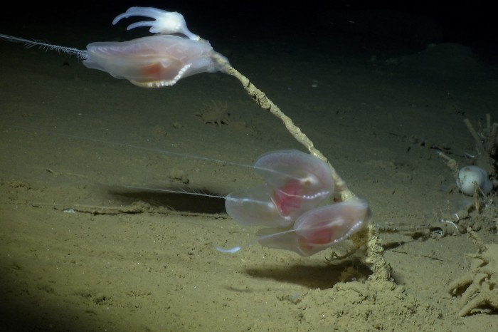 Three bottom-dwelling platyctenid comb jellies attached to the stalk of a deep-sea sponge