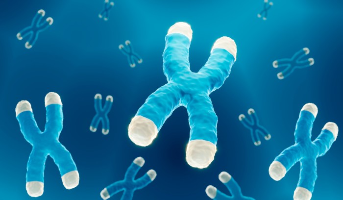 Illustration of blue chromosomes with white highlighted telomeres