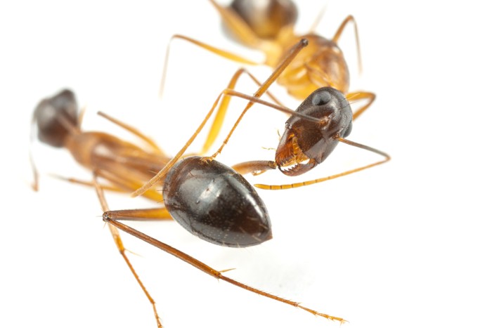 A close-up of an ant cleaning the wound on a missing leg of another ant on a white background