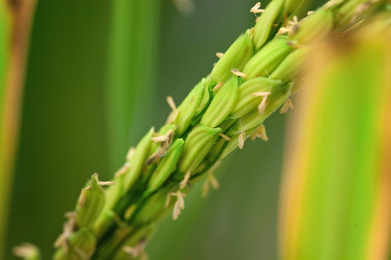 Close-up of a green rice crop