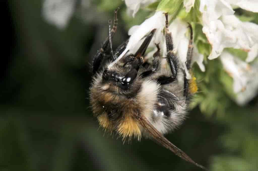 Bombus pascuorum