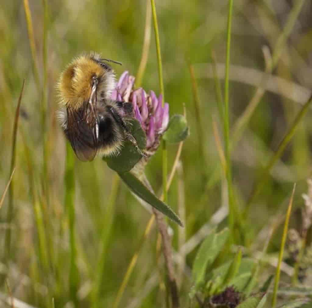 Bombus pascuorum