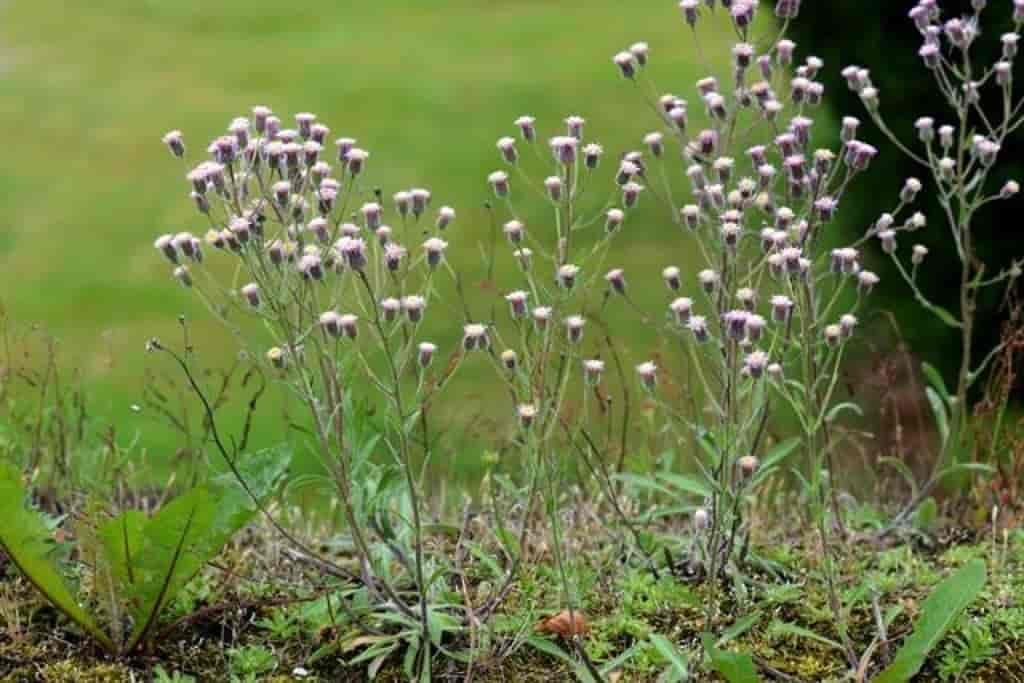 Erigeron acer