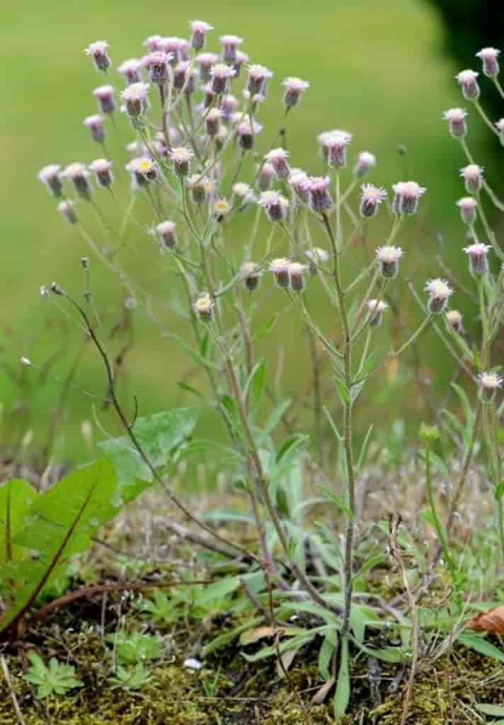 Erigeron acer