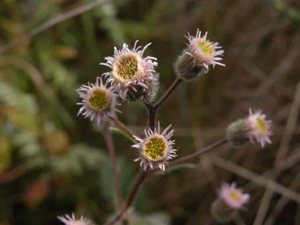 Erigeron acer