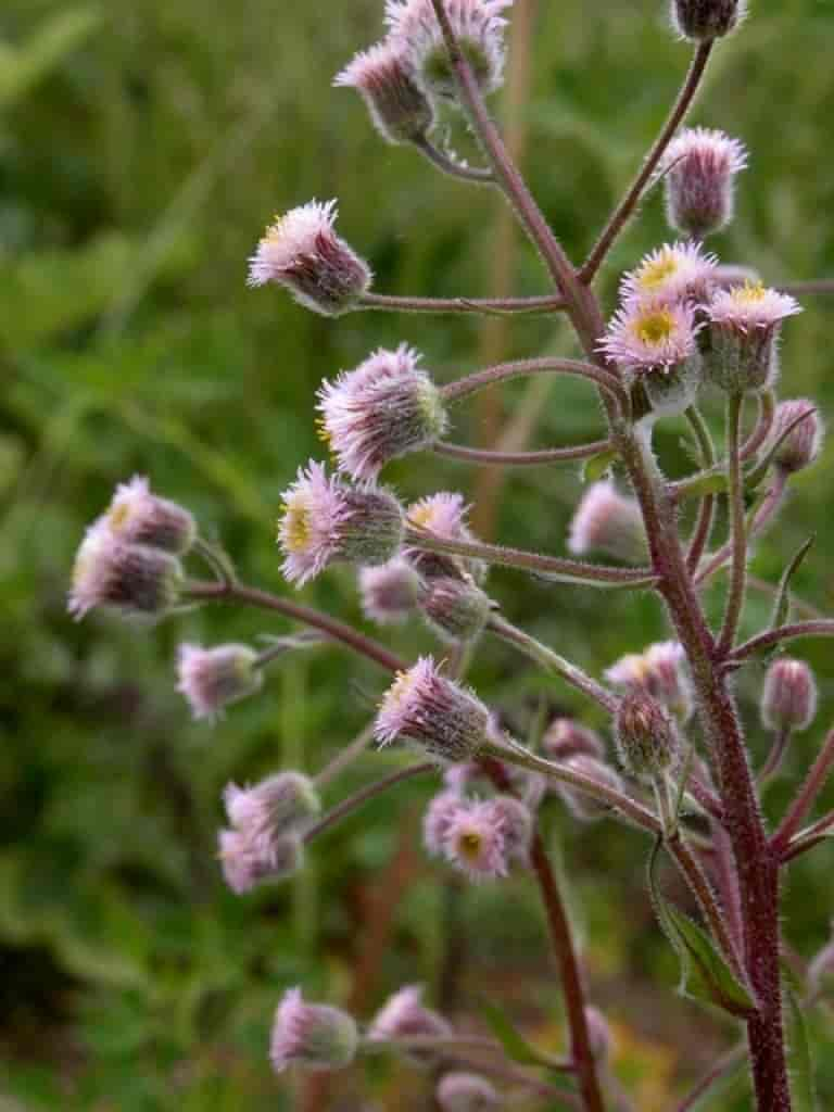 Erigeron acer