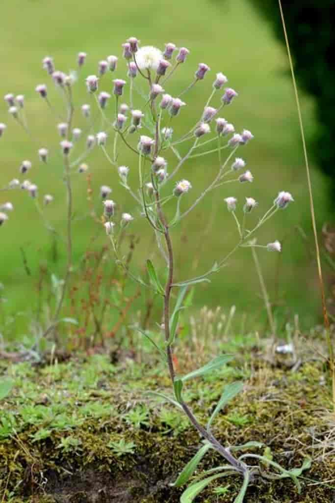 Erigeron acer