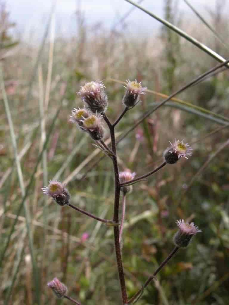 Erigeron acer