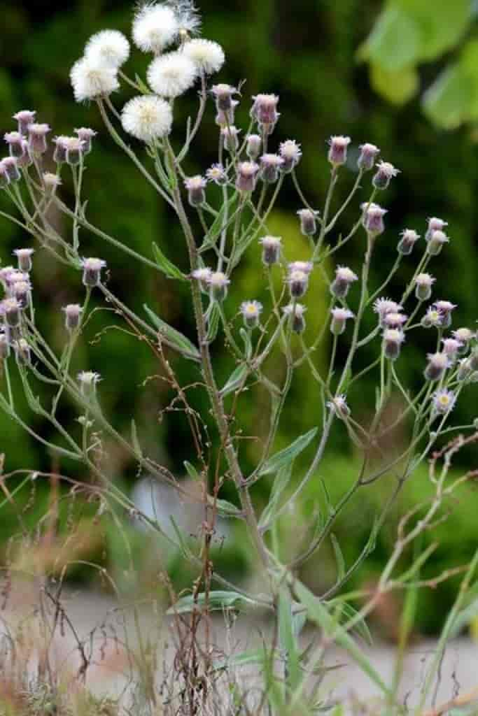 Erigeron acer