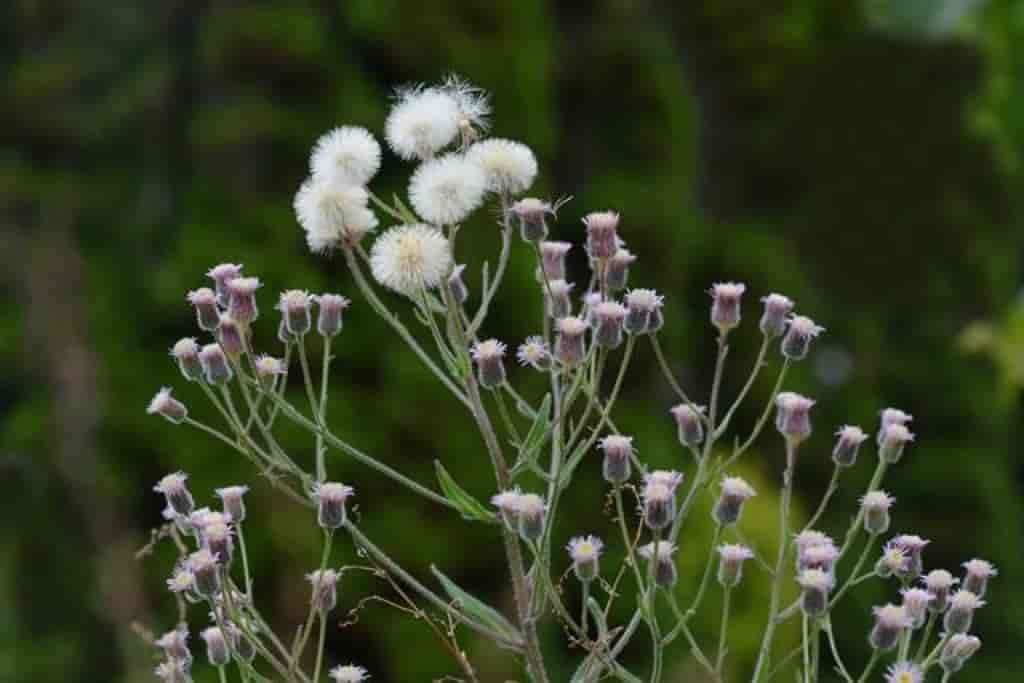 Erigeron acer