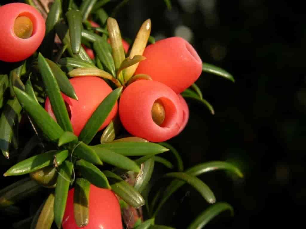 Taxus baccata