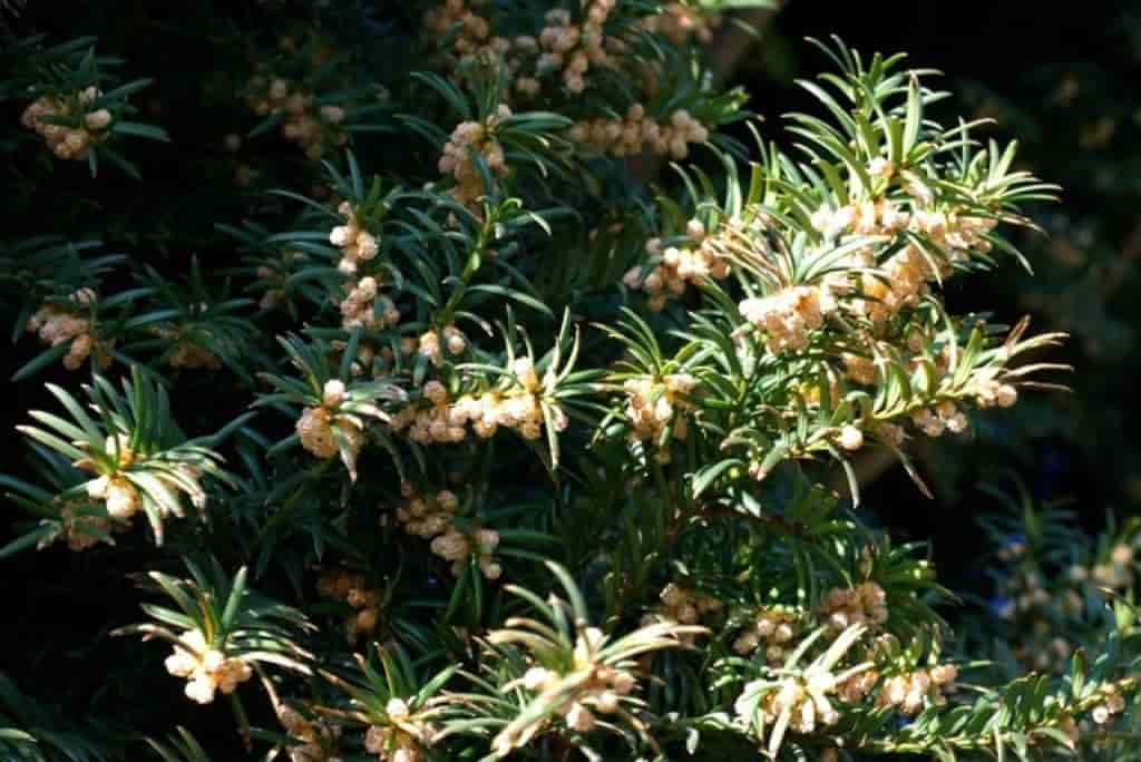 Taxus baccata