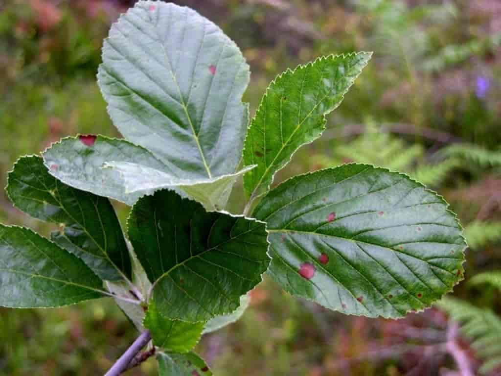 Sorbus rupicola