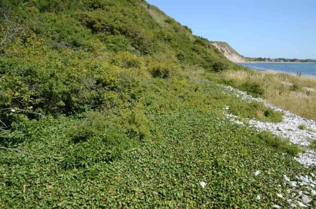 Hedera helix