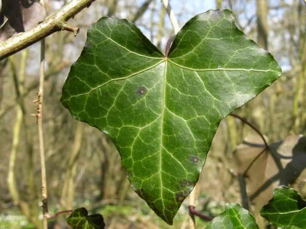 Hedera helix