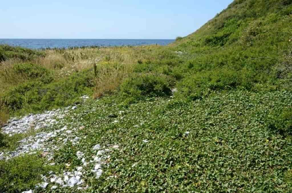 Hedera helix