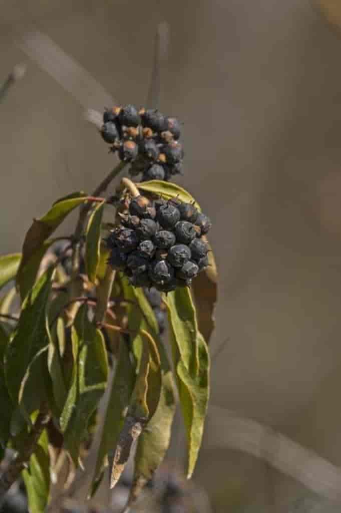 Hedera helix