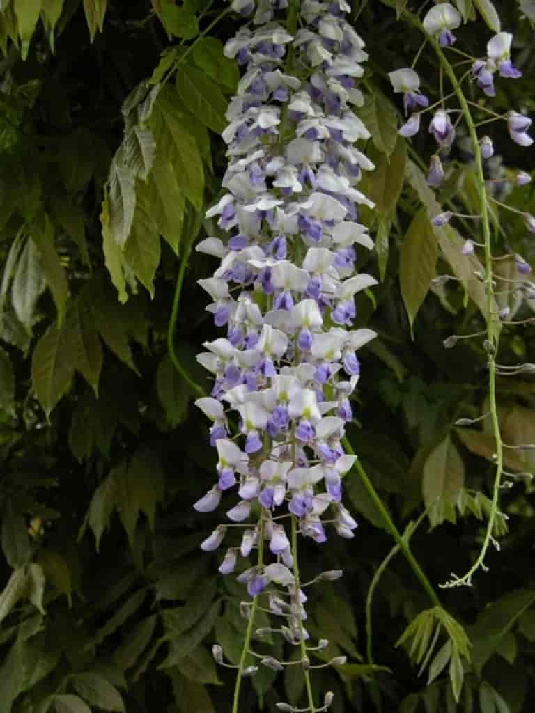 Wisteria sinensis