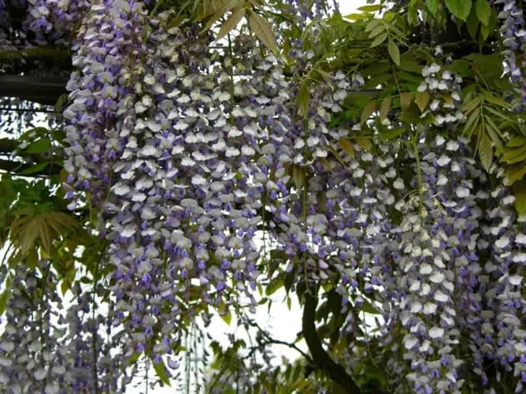 Wisteria sinensis