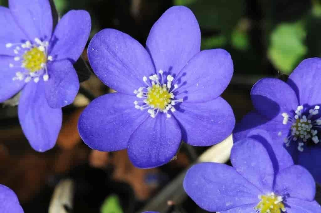 Hepatica nobilis