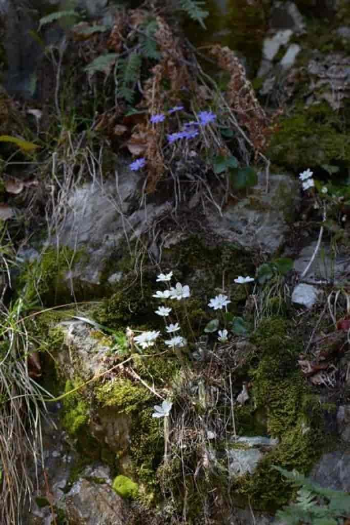 Anemone hepatica