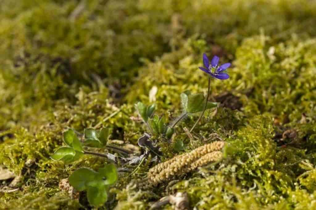 Anemone hepatica