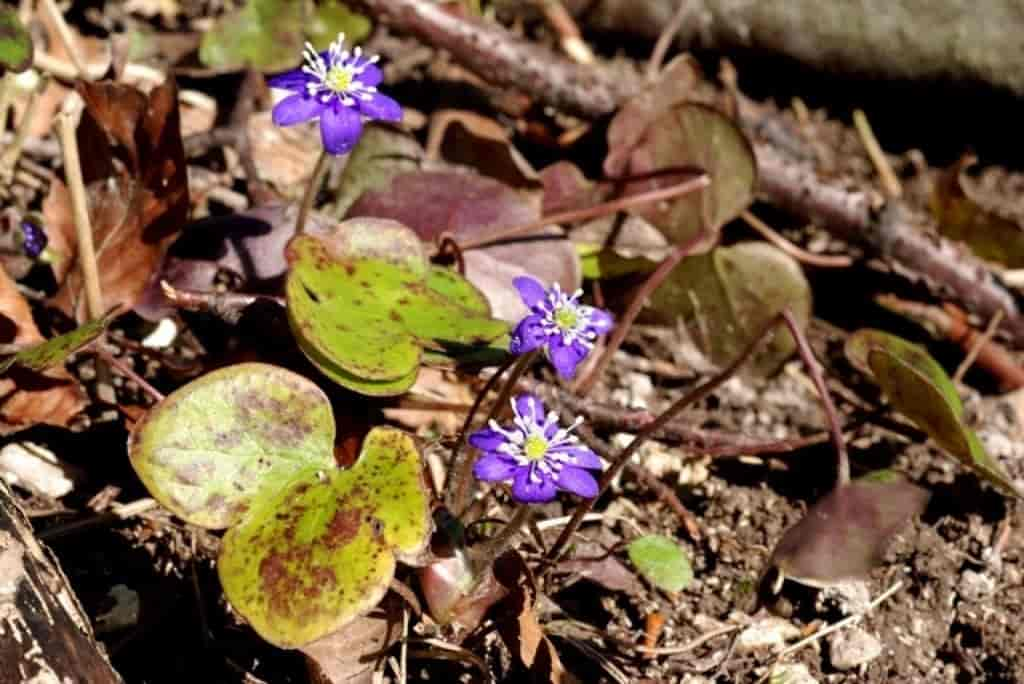 Hepatica nobilis