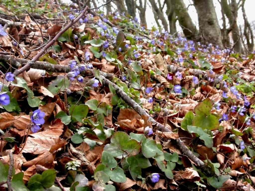 Hepatica nobilis