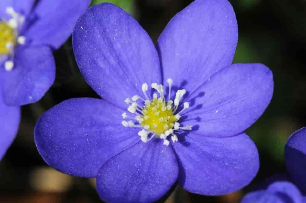 Hepatica nobilis