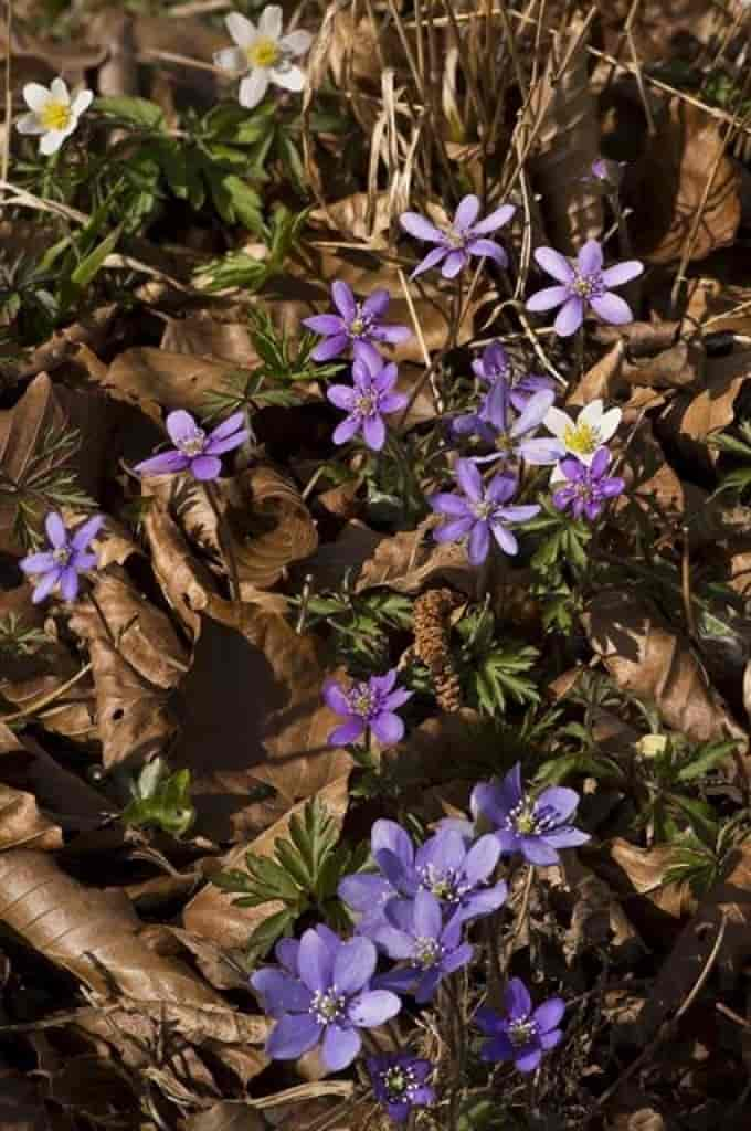 Hepatica nobilis