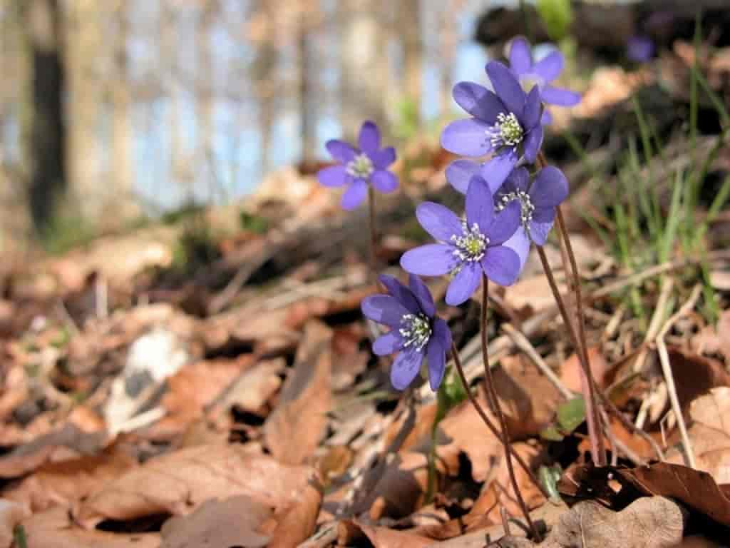 Hepatica nobilis