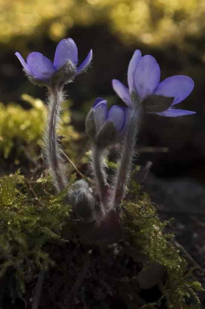 Hepatica nobilis