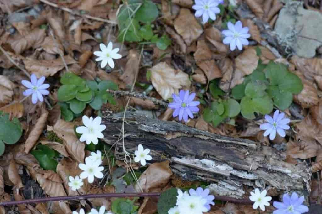 Anemone hepatica