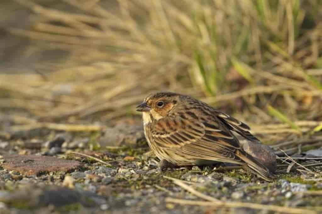 Emberiza pusilla