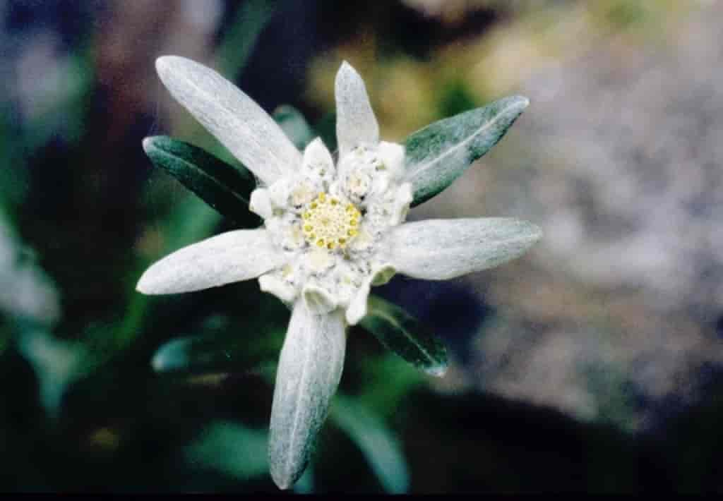 Leontopodium alpinum