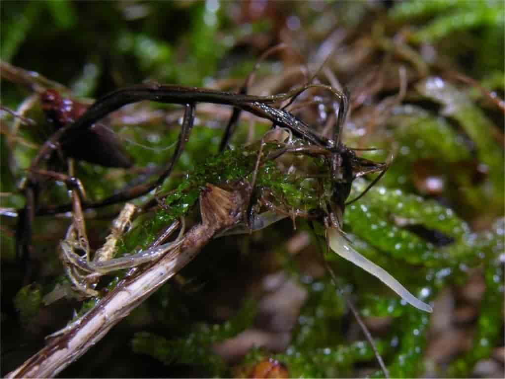 Enchytraeidae