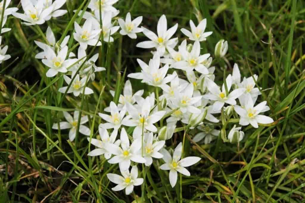 Ornithogalum umbellatum