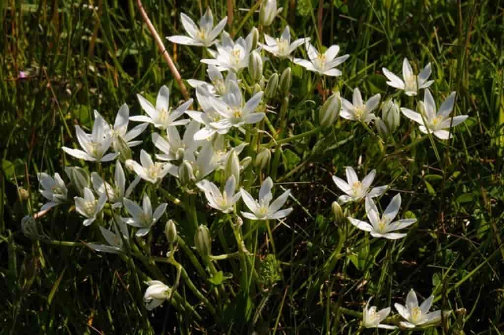 Ornithogalum umbellatum