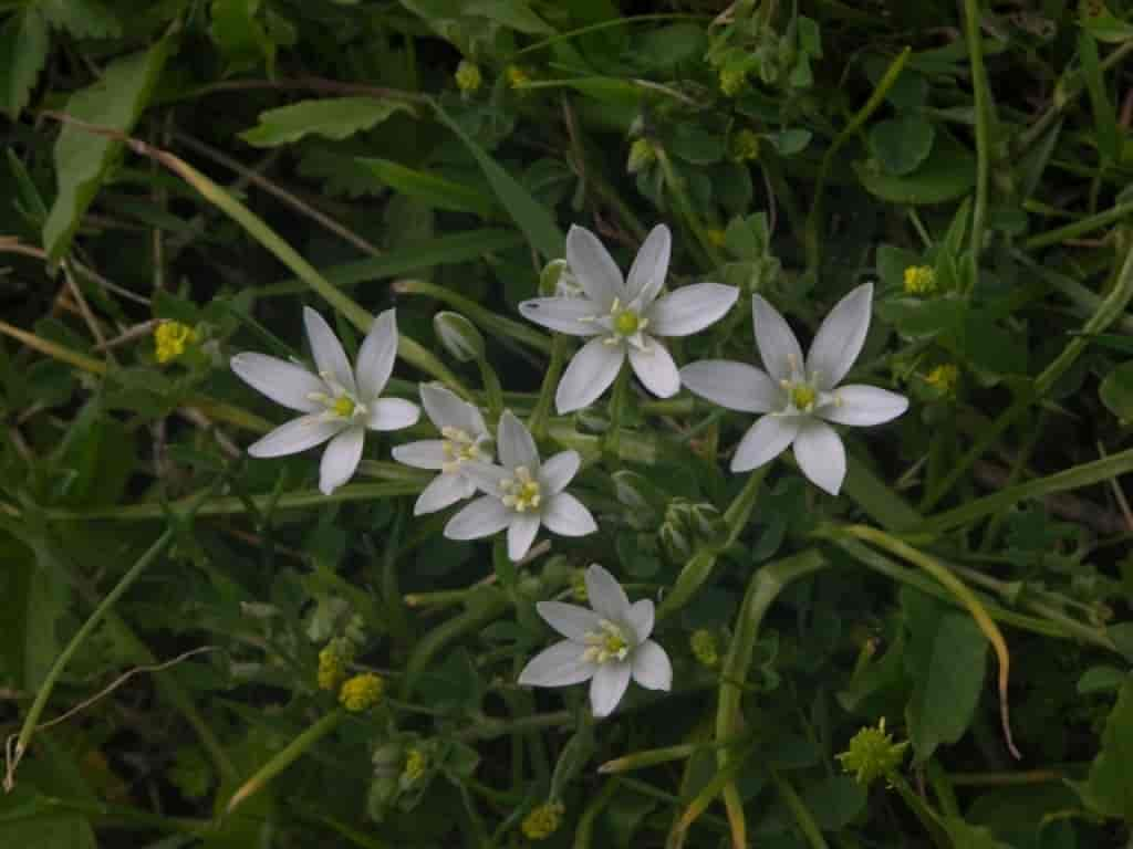 Ornithogalum umbellatum