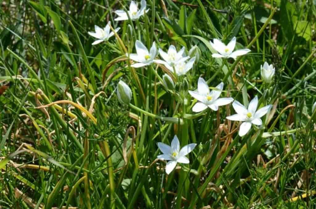 Ornithogalum umbellatum