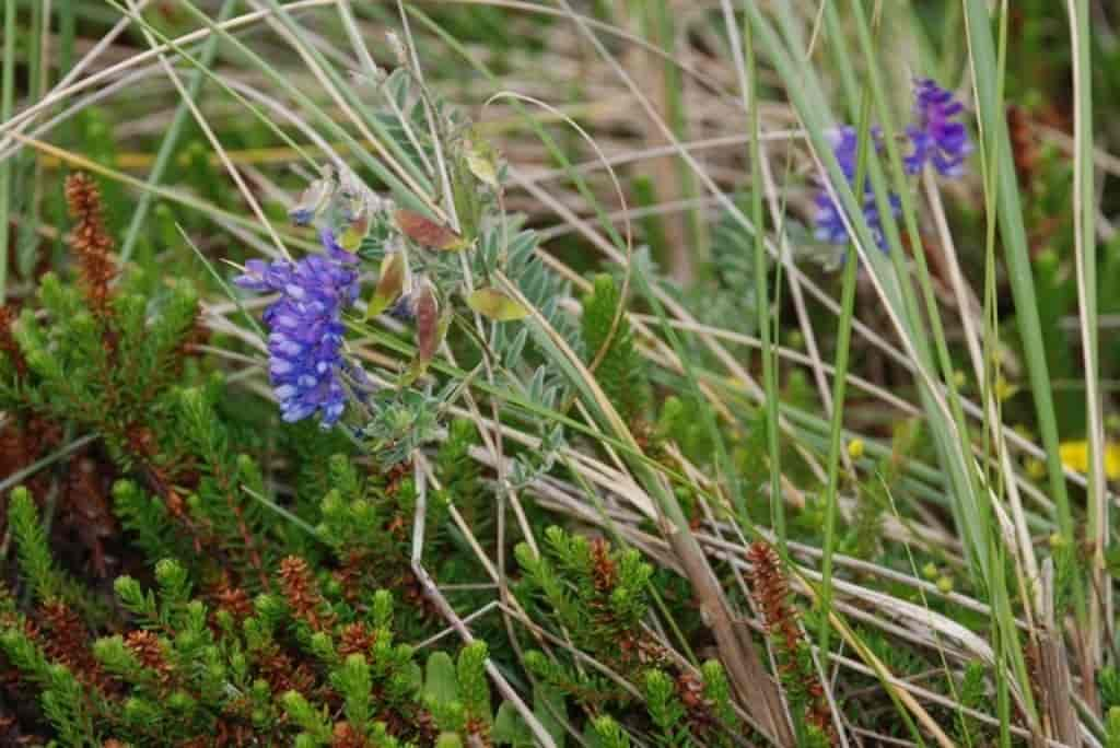 Vicia cracca