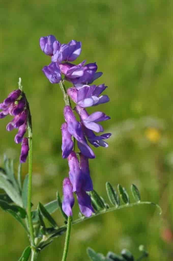 Vicia cracca