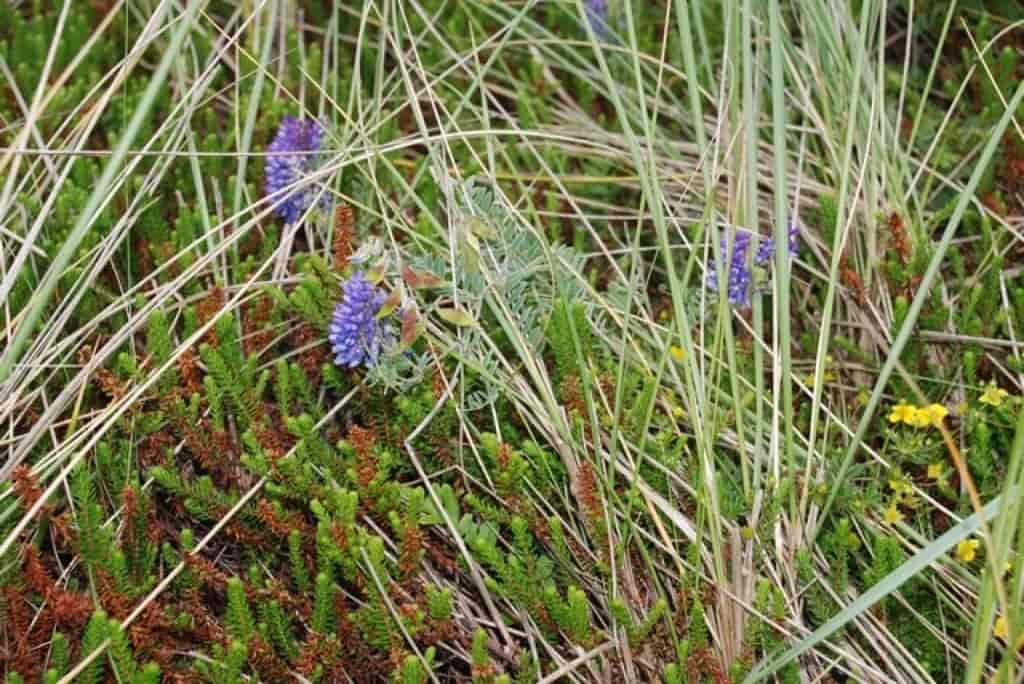 Vicia cracca