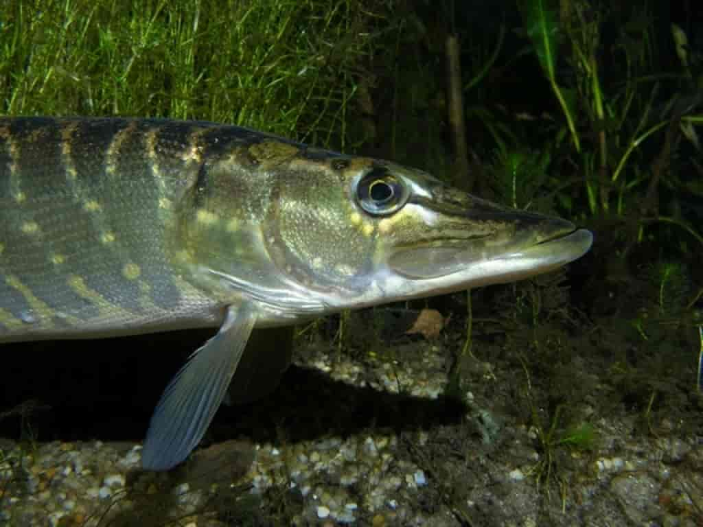 Esox lucius