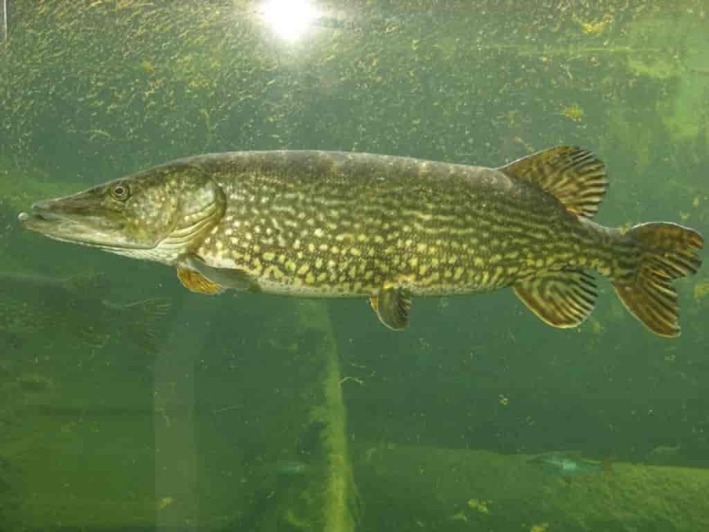 Esox lucius