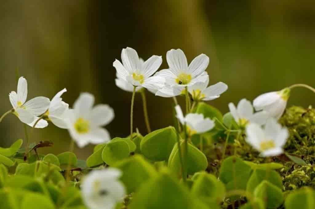 Oxalis acetosella