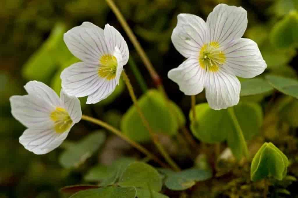 Oxalis acetosella